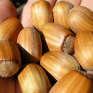 Саджанець Фундук Косфорд в контейнері